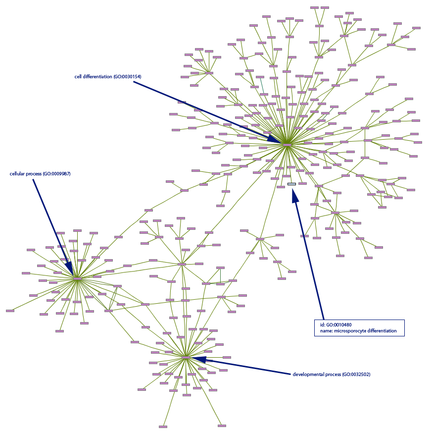 Example Of Gene