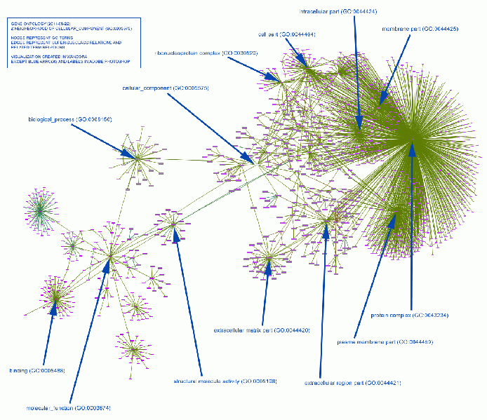 File:Gene ontology graph example2.gif